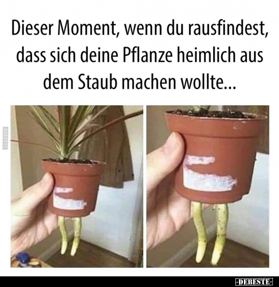 Dieser Moment, wenn du rausfindest, dass sich deine Pflanze.. - Lustige Bilder | DEBESTE.de