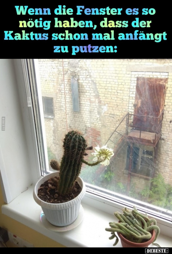 Wenn die Fenster es so nötig haben, dass der Kaktus schon.. - Lustige Bilder | DEBESTE.de