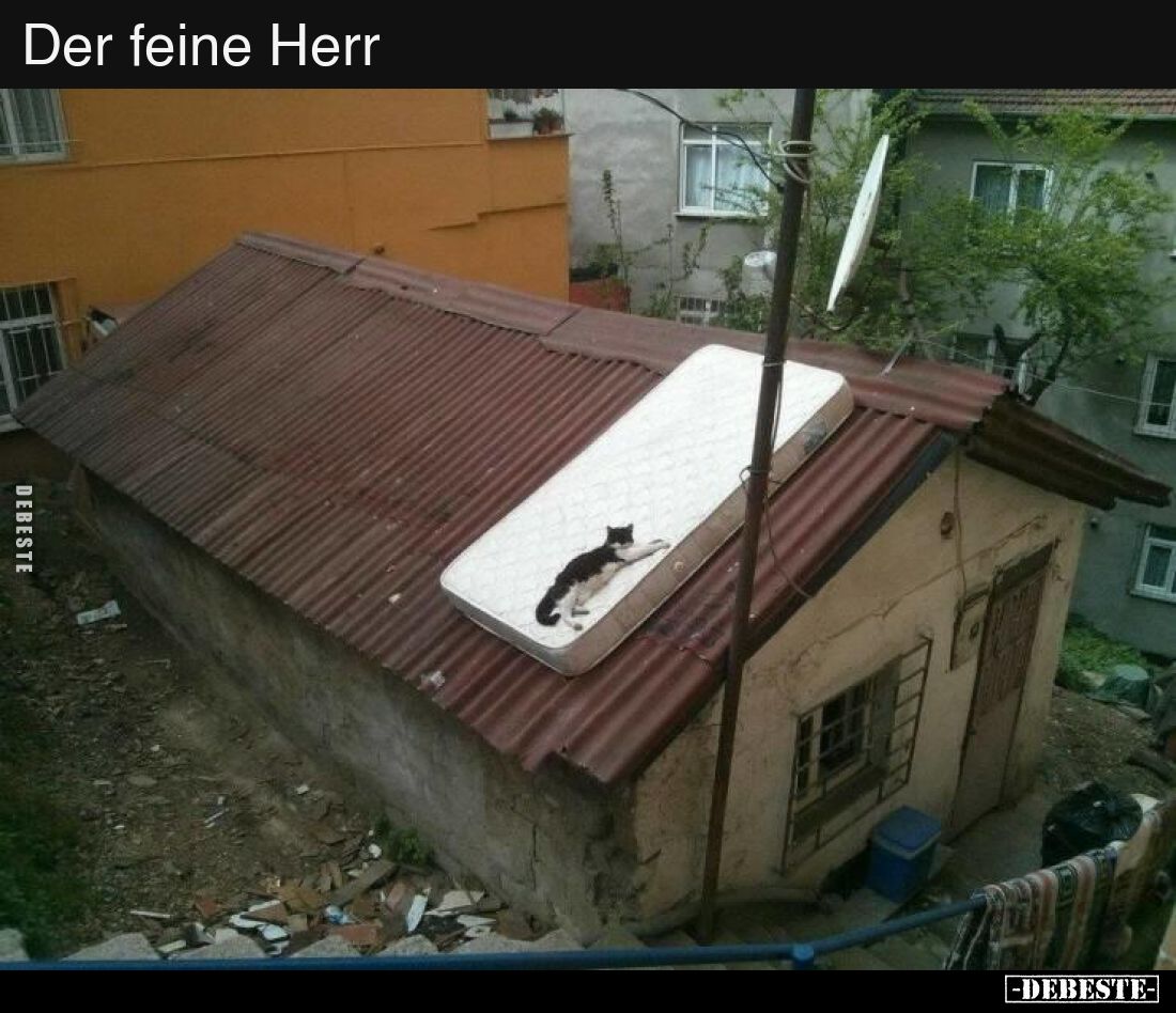 Der feine Herr..