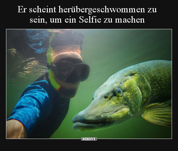 Er scheint herübergeschwommen zu sein, um ein Selfie zu.. - Lustige Bilder | DEBESTE.de