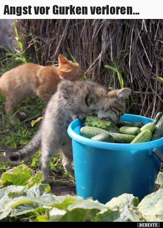 Angst vor Gurken verloren...