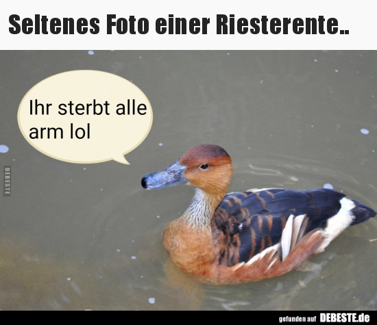Seltenes Foto einer Riesterente..