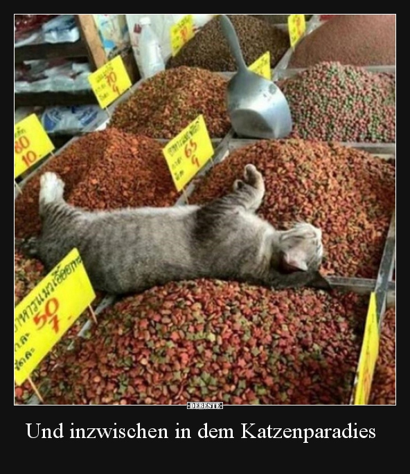 Und inzwischen in dem Katzenparadies..