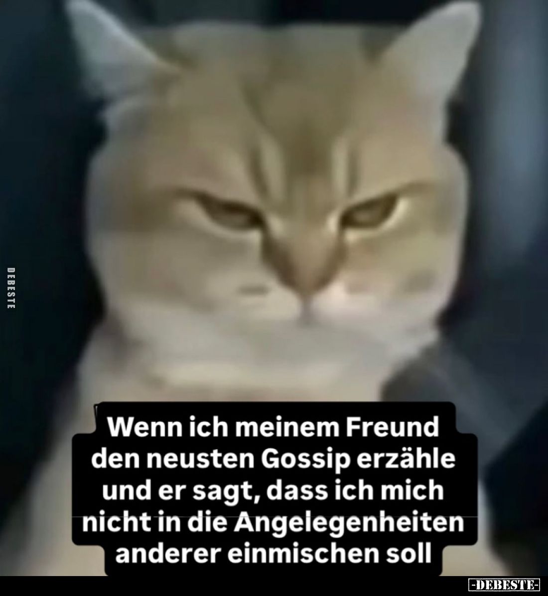 Wenn ich meinem Freund den neusten Gossip erzähle und er sagt, dass ich mich nichtin die Angelegenheiten anderer einmischen s...
