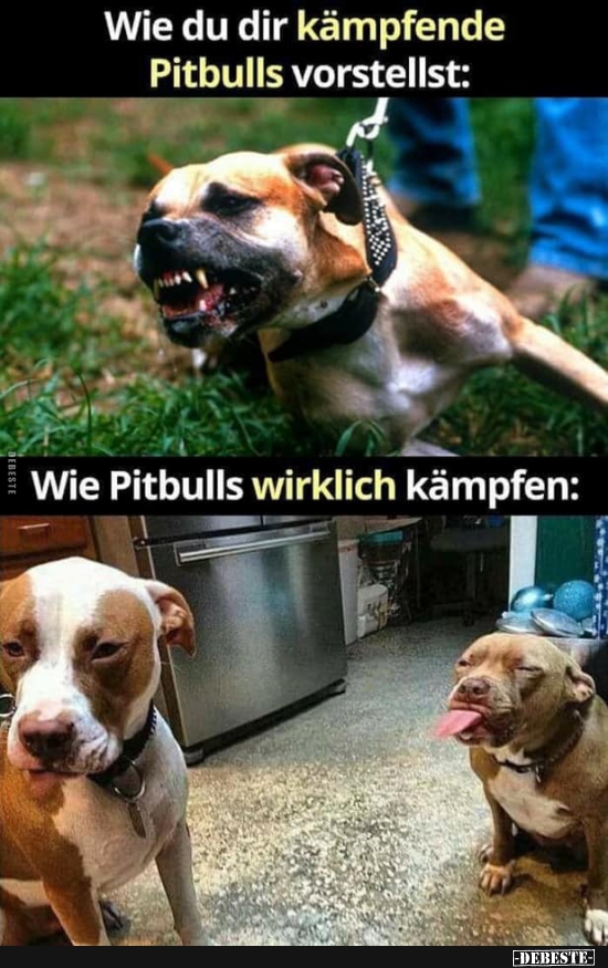 Wie du dir kämpfende Pitbulls vorstellst: - Lustige Bilder | DEBESTE.de