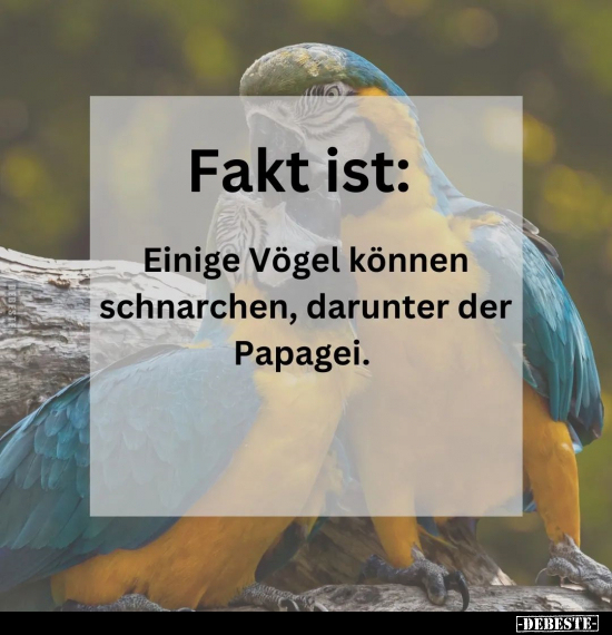 Fakt ist: Einige Vögel können schnarchen.. - Lustige Bilder | DEBESTE.de