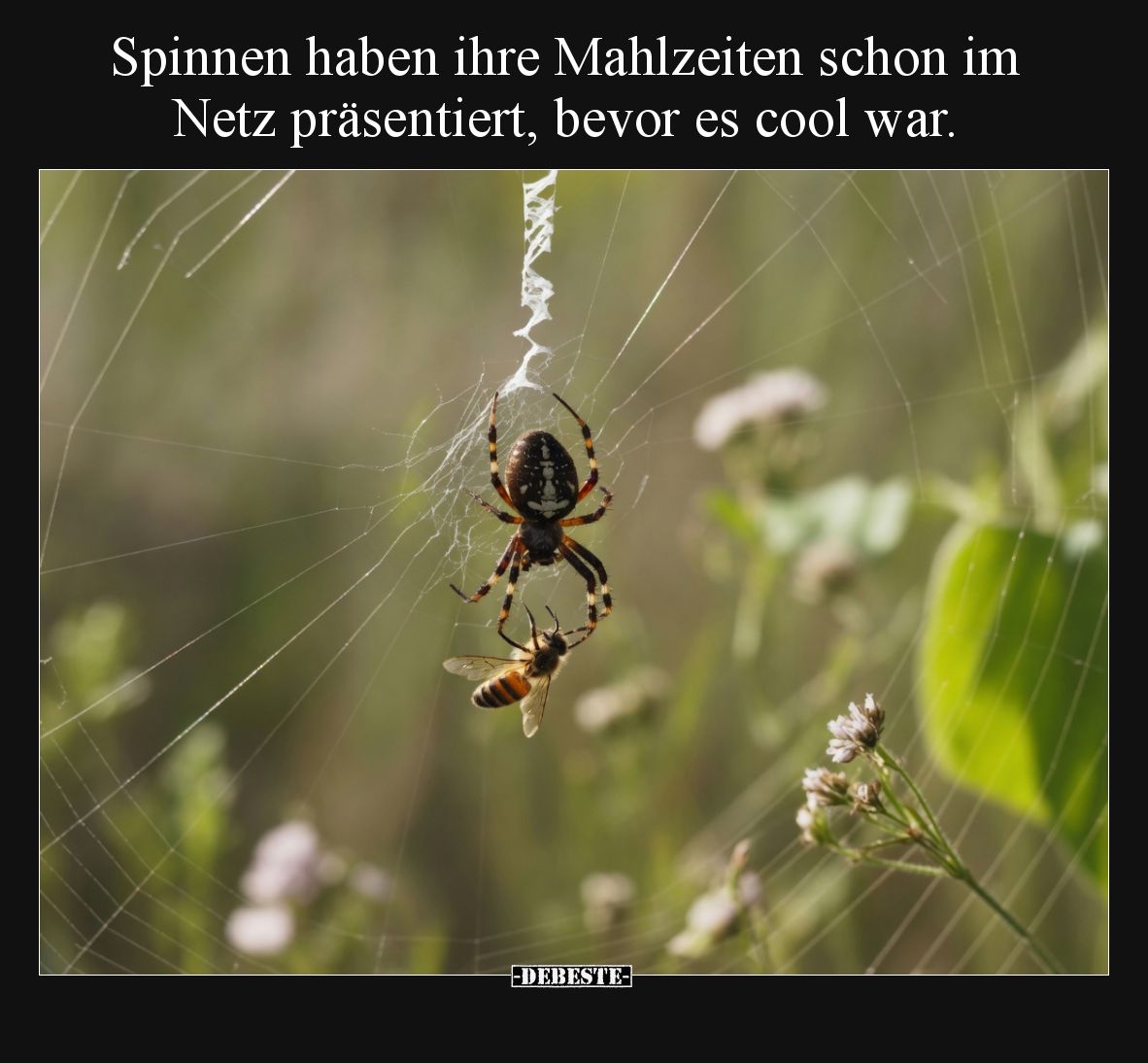 Spinnen haben ihre Mahlzeiten schon im Netz präsentiert, bevor es cool war.