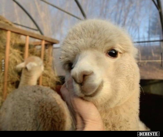  - Lustige Bilder | DEBESTE.de