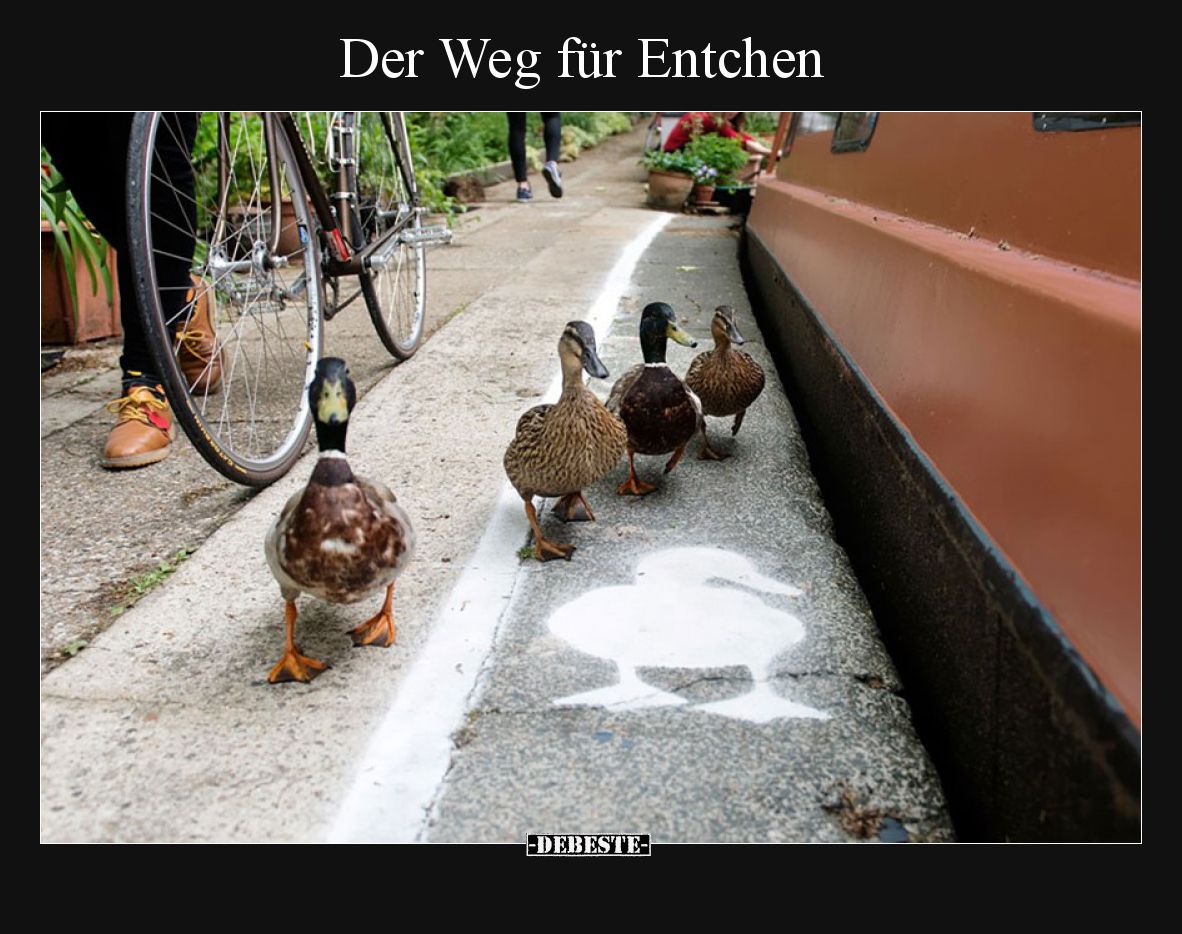 Der Weg für Entchen