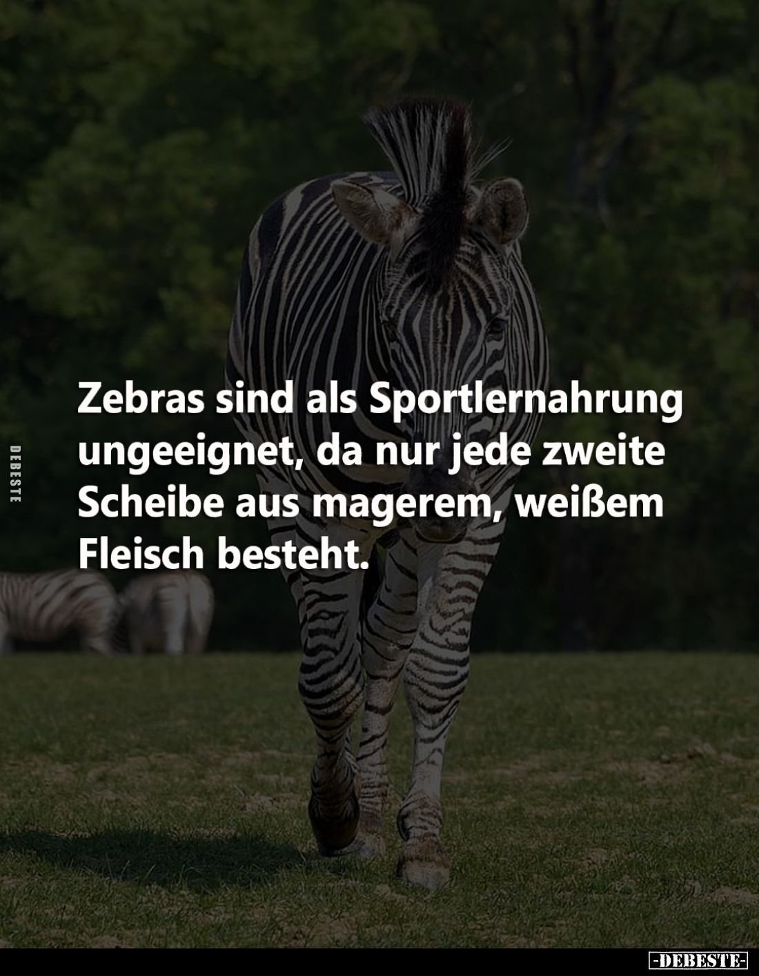 Zebras sind als Sportlernahrung ungeeignet, da nur jede zweite
Scheibe aus magerem, weißem Fleisch besteht.