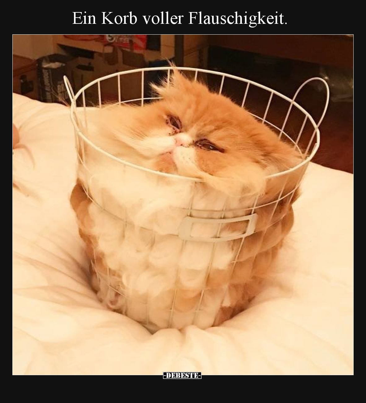 Ein Korb voller Flauschigkeit.