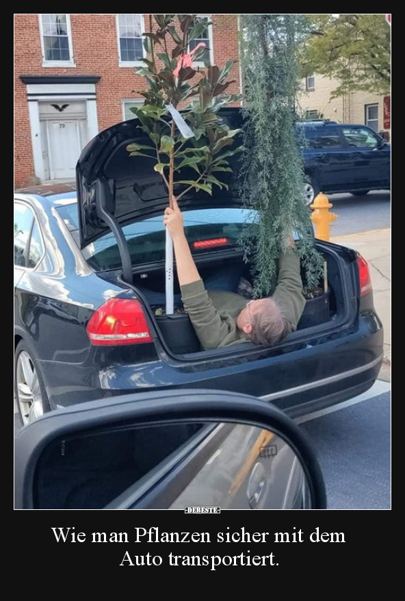 Wie man Pflanzen sicher mit dem Auto transportiert... - Lustige Bilder | DEBESTE.de