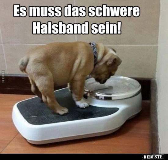 Es muss das schwere Halsband sein!..
