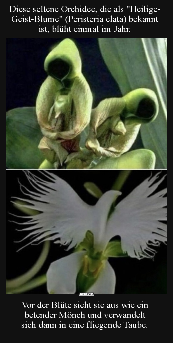 Diese seltene Orchidee, die als "Heilige- Geist-Blume".. - Lustige Bilder | DEBESTE.de