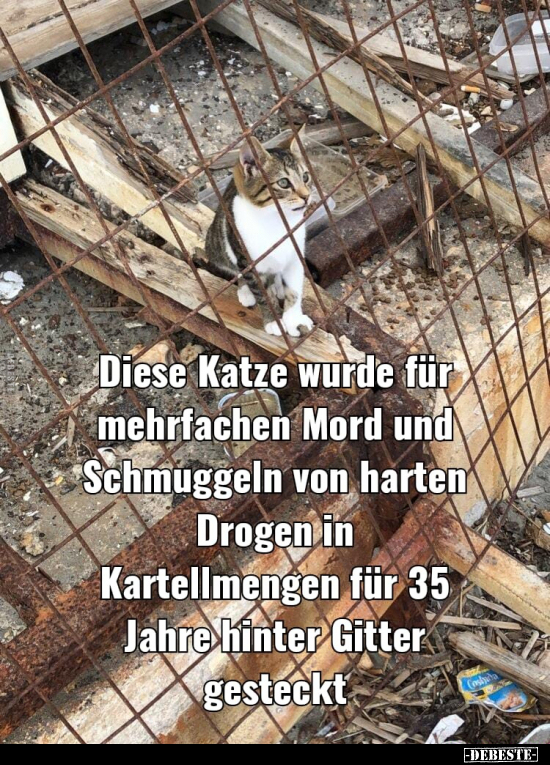 Diese Katze wurde für mehrfachen Mord und Schmuggeln von.. - Lustige Bilder | DEBESTE.de