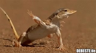  - Lustige Bilder | DEBESTE.de