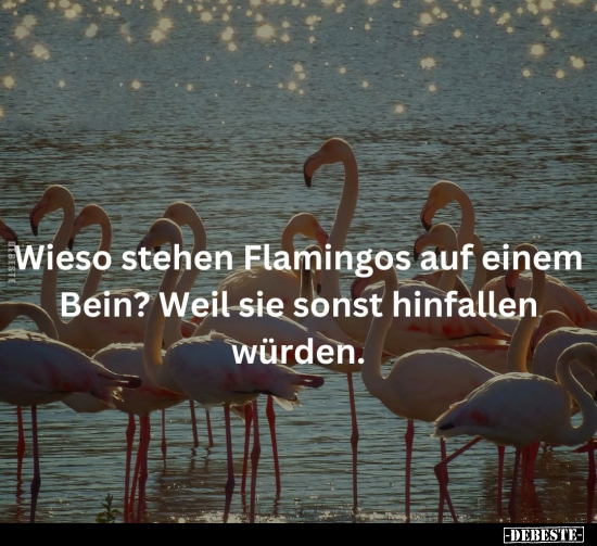 Wieso stehen Flamingos auf einem Bein?.. - Lustige Bilder | DEBESTE.de