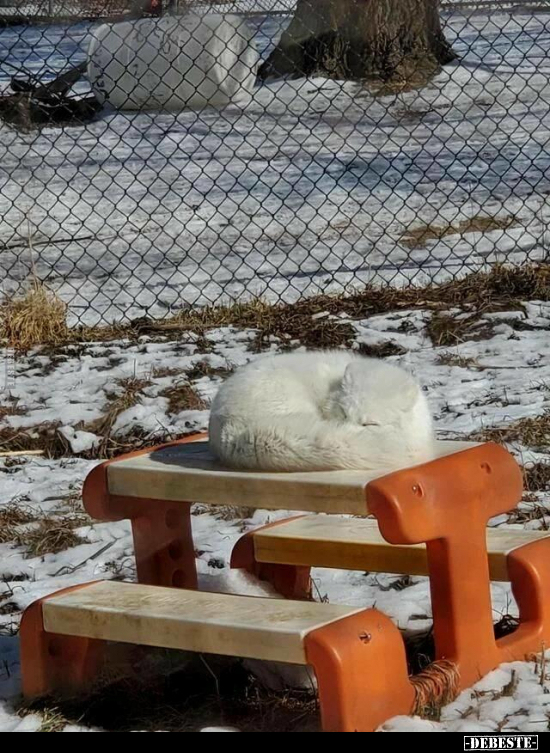  - Lustige Bilder | DEBESTE.de