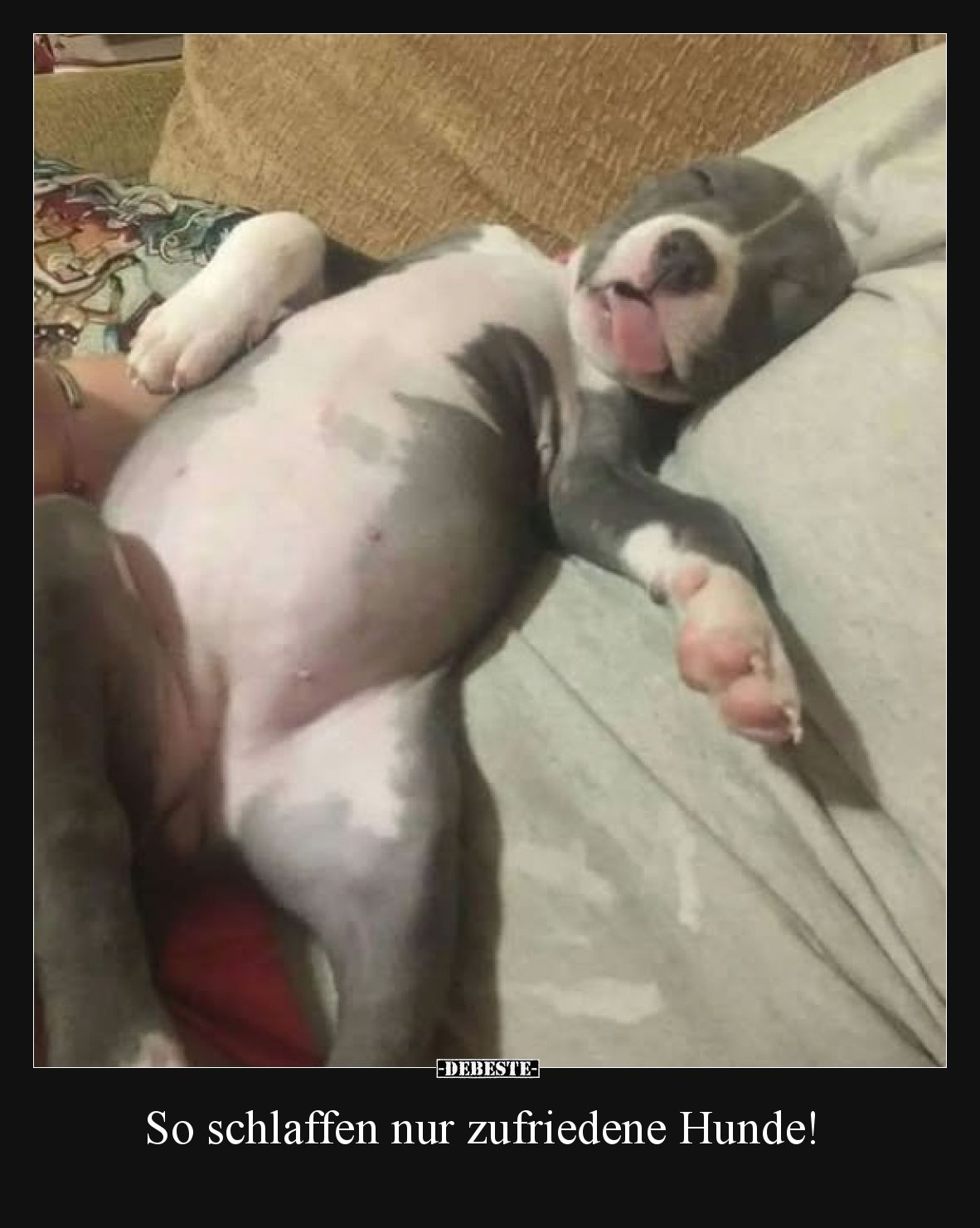 So schlaffen nur zufriedene Hunde!