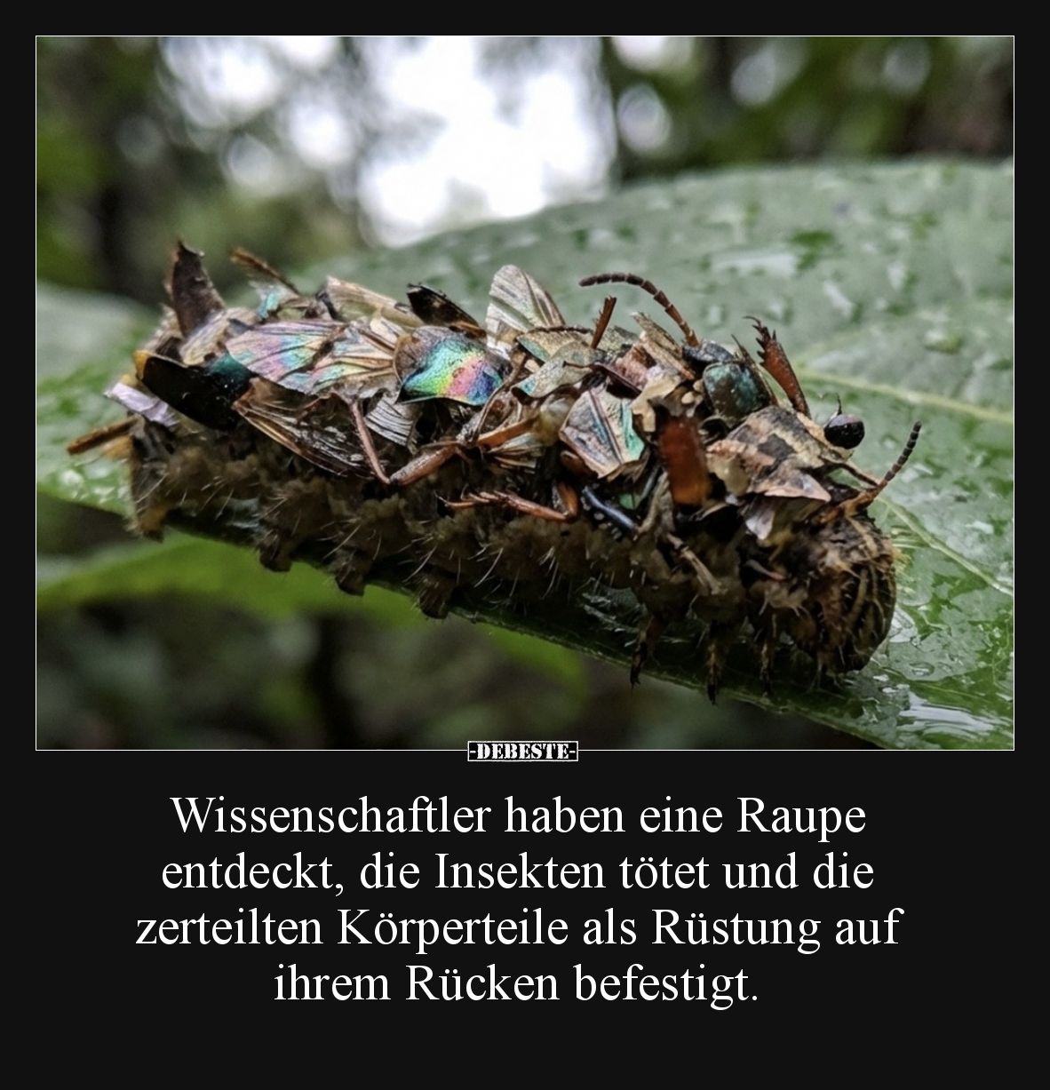 Wissenschaftler haben eine Raupe entdeckt, die Insekten tötet und die zerteilten Körperteile als Rüstung auf ihrem Rücken bef...