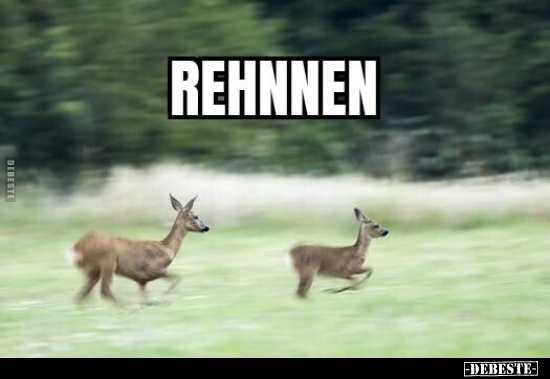 Rehnen.