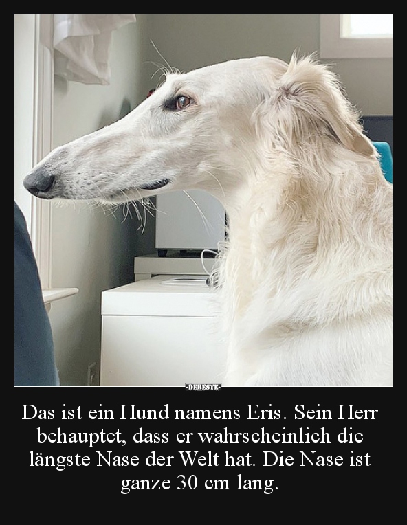 Das ist ein Hund namens Eris. Sein Herr behauptet, dass er..