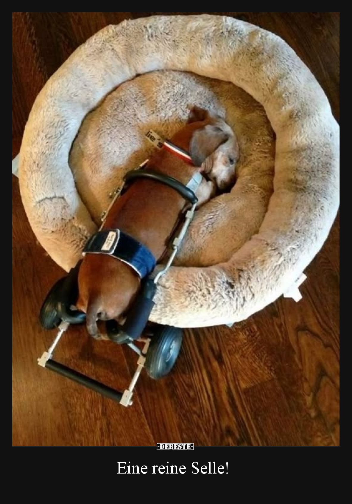 Eine reine Selle!