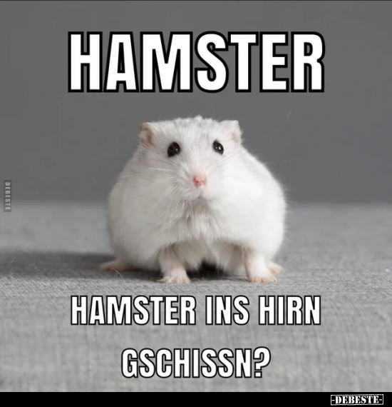 Hamster - Hamster ins Hirn gschissn?.. - Lustige Bilder | DEBESTE.de