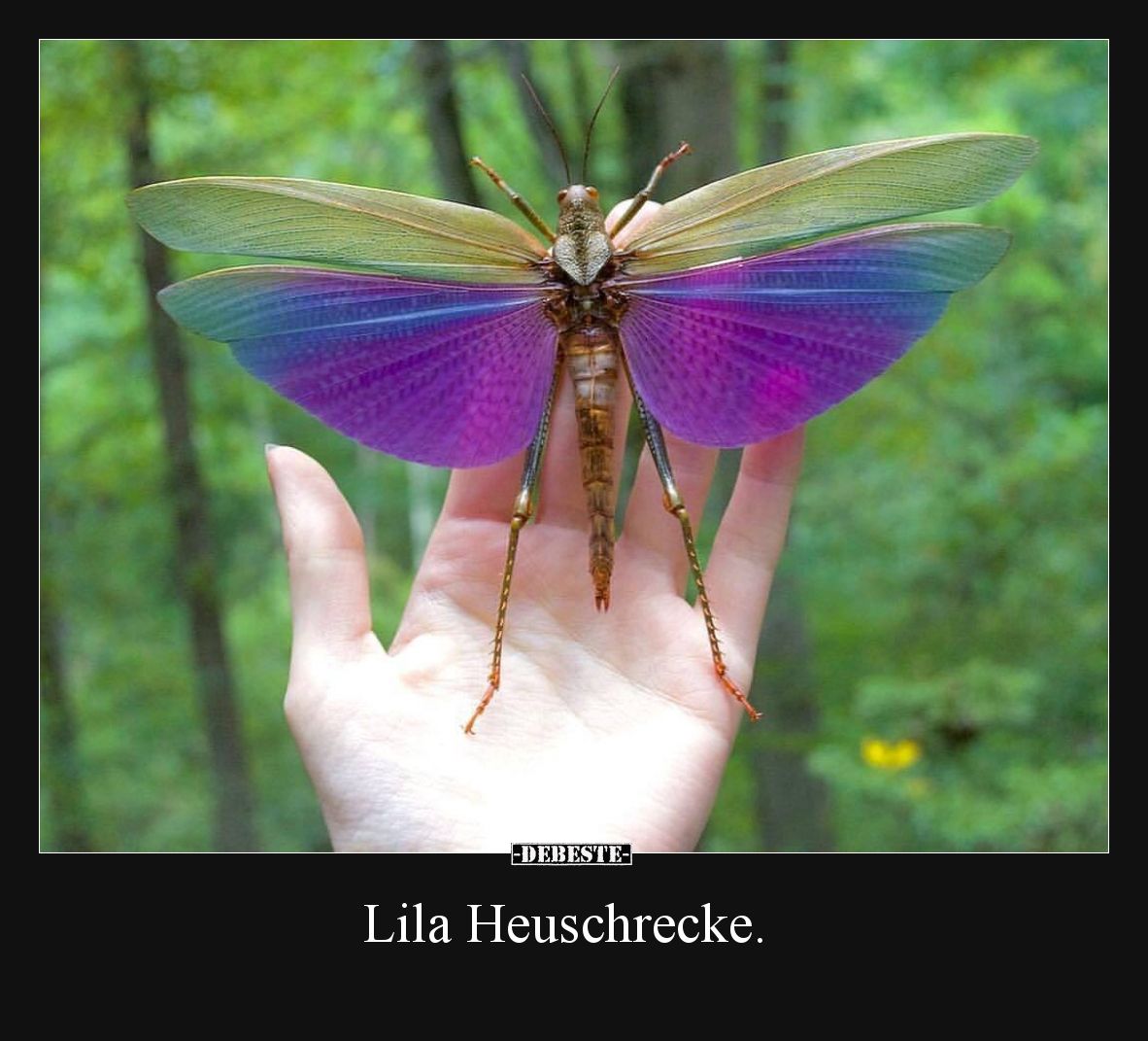Lila Heuschrecke.