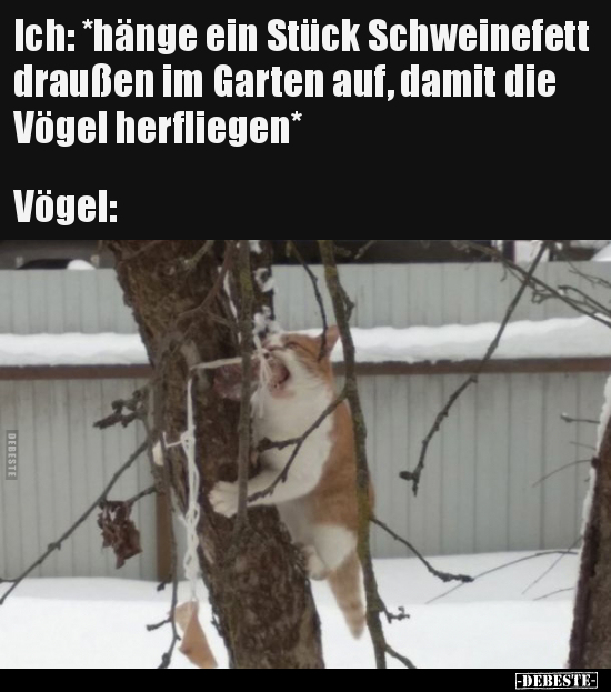 Ich: *hänge ein Stück Schweinefett draußen im Garten auf.. - Lustige Bilder | DEBESTE.de