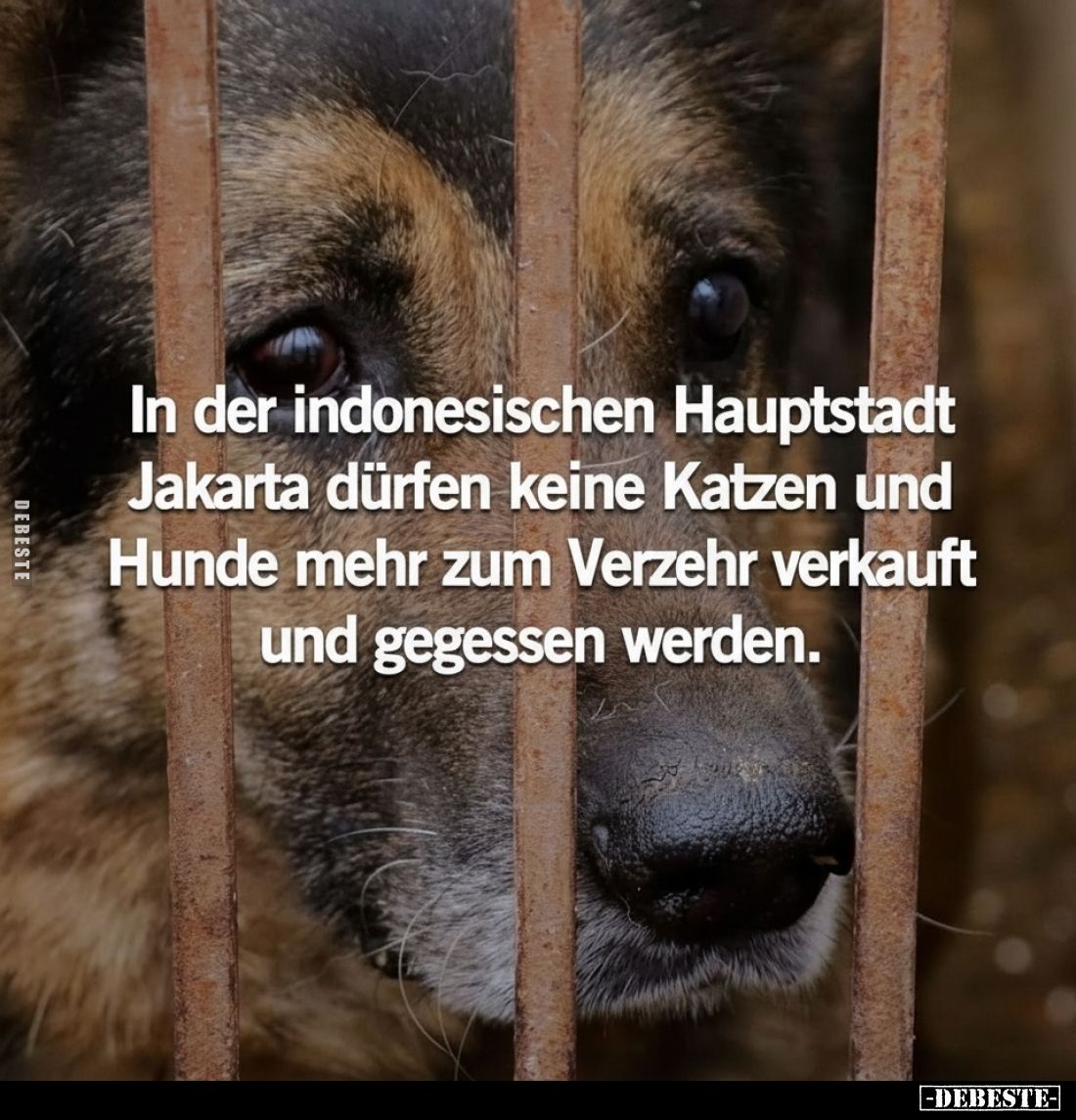 In der indonesischen Hauptstadt Jakarta dürfen keine Katzen und Hunde mehr zum Verzehr verkauft und gegessen werden.