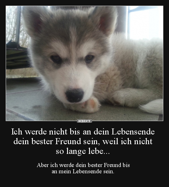 Ich werde nicht bis an dein Lebensende dein bester Freund..