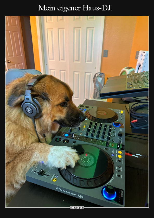 Hunde, Dj