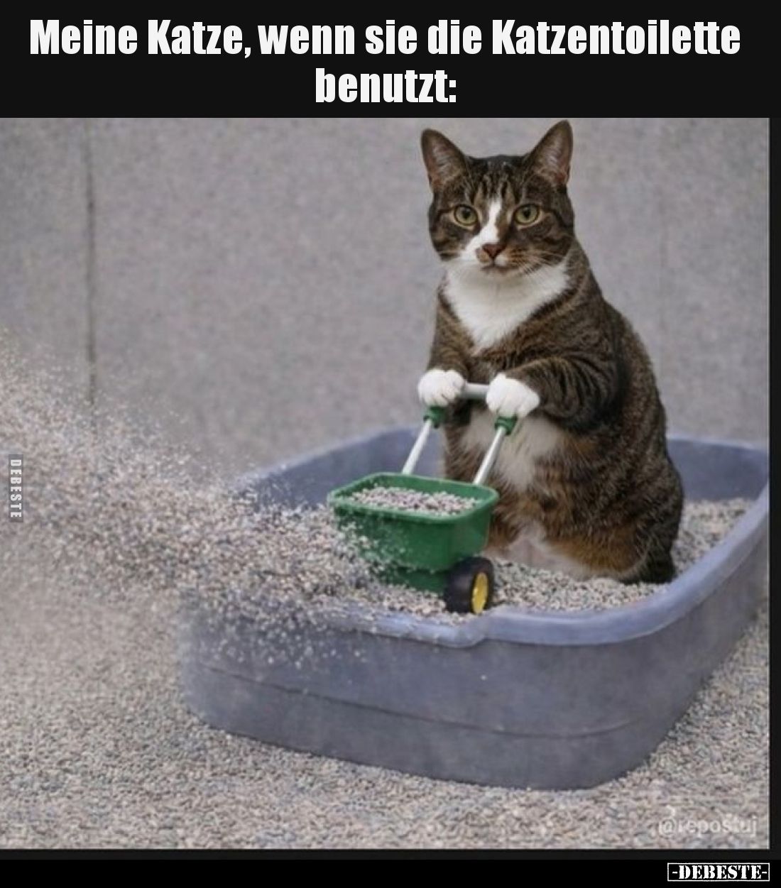 Meine Katze, wenn sie die Katzentoilette benutzt:
