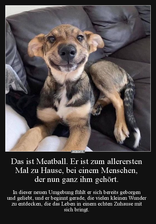 Das ist Meatball. Er ist zum allerersten Mal zu Hause.. - Lustige Bilder | DEBESTE.de