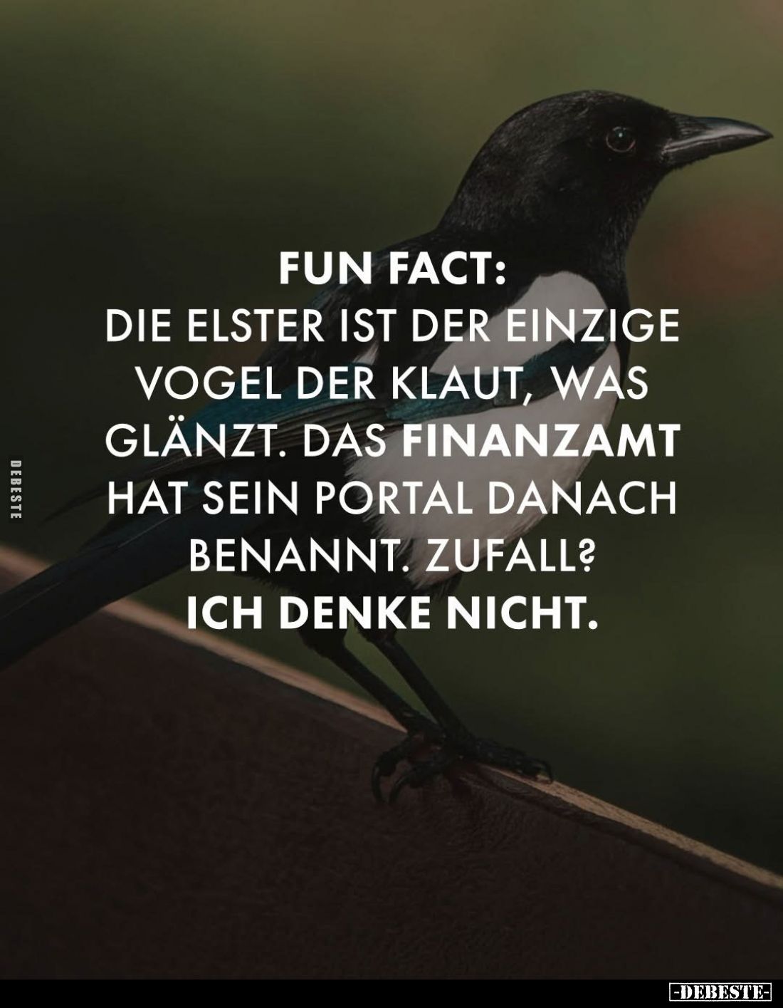 Fun Fact:
Die Elster ist der einzige Vogel der klaut, was glänzt. Das Finanzamt hat sein Portal danach benannt. Zufall?
Ich...