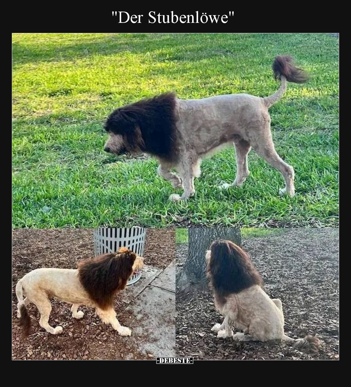 "Der Stubenlöwe"