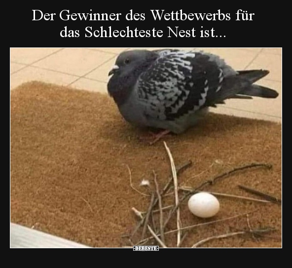 Der Gewinner des Wettbewerbs für das Schlechteste Nest.. - Lustige Bilder | DEBESTE.de