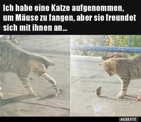 Ich habe eine Katze aufgenommen, um Mäuse zu fangen, aber.. - Lustige Bilder | DEBESTE.de