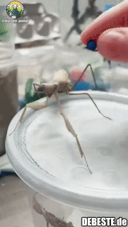 Diesmal noch eleganter..