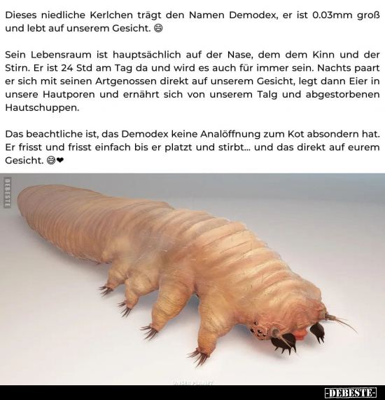 Dieses niedliche Kerlchen trägt den Namen Demodex, er ist.. - Lustige Bilder | DEBESTE.de