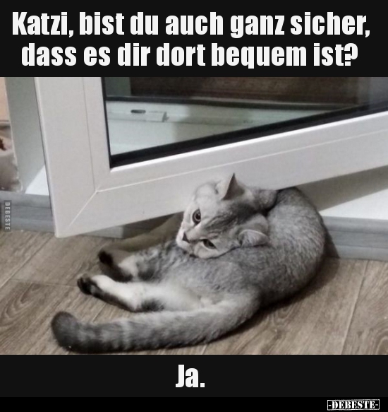 Katzi, bist du auch ganz sicher, dass es dir dort bequem.. - Lustige Bilder | DEBESTE.de