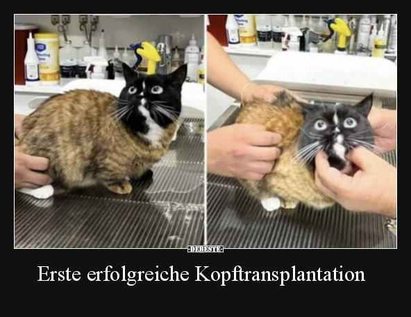 Erste erfolgreiche Kopftransplantation.. - Lustige Bilder | DEBESTE.de