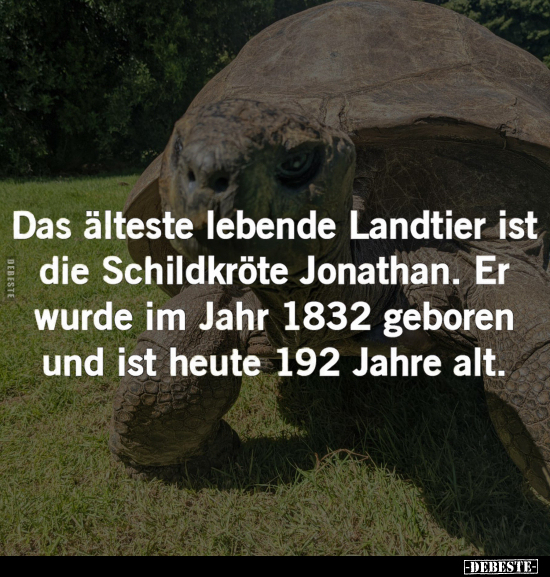 Das älteste lebende Landtier ist die Schildkröte Jonathan... - Lustige Bilder | DEBESTE.de