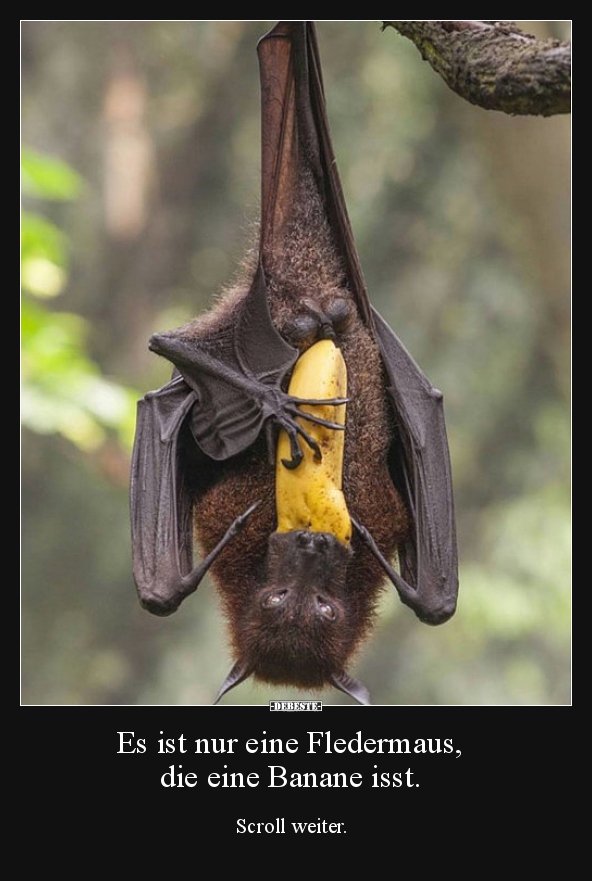 Es ist nur eine Fledermaus, die eine Banane isst..
