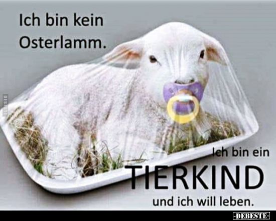 Ich bin kein Osterlamm...