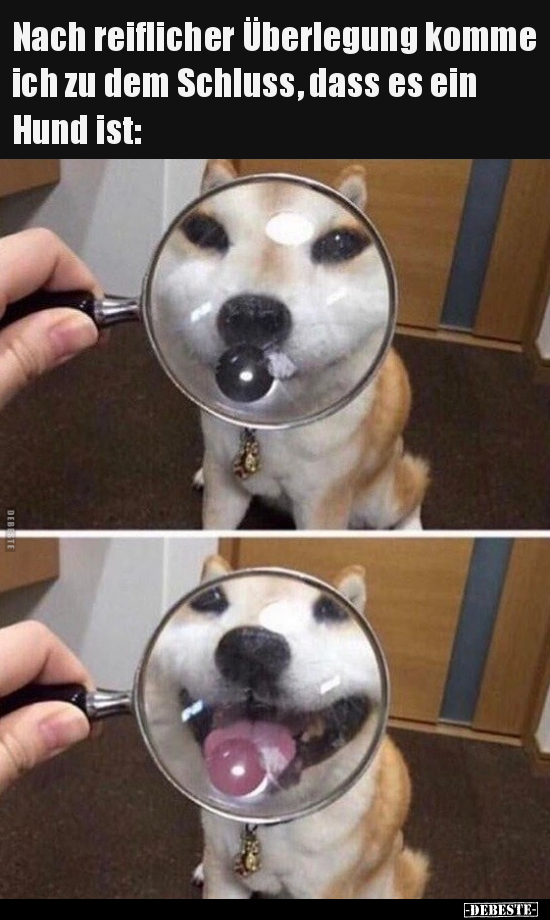 Nach reiflicher Überlegung komme ich zu dem Schluss, dass es ein Hund ist: