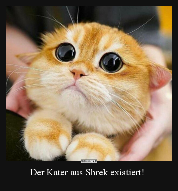 Der Kater aus Shrek existiert!.. - Lustige Bilder | DEBESTE.de