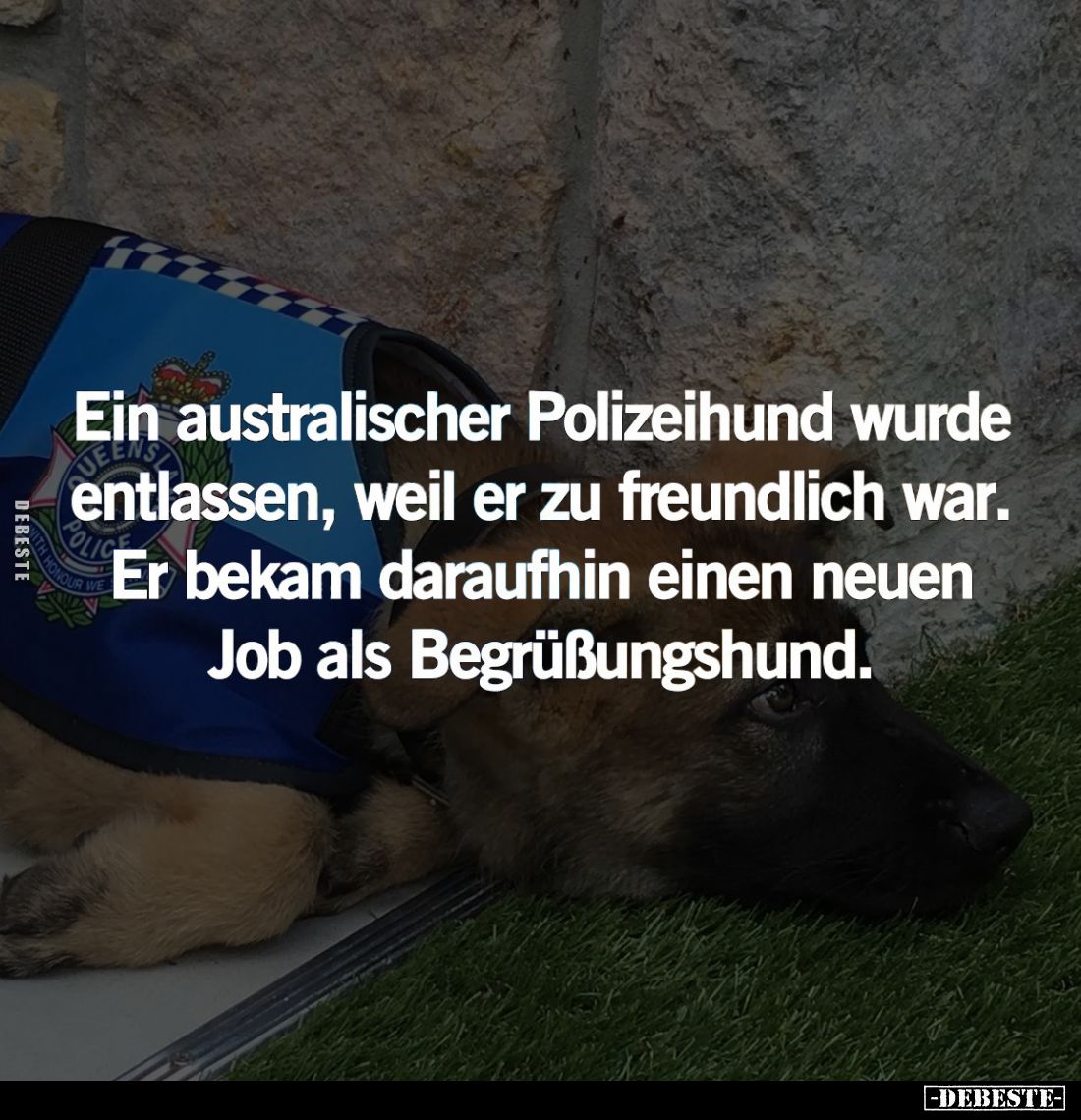 Ein australischer Polizeihund wurde entlassen, weil er zu freundlich war. Er bekam daraufhin einen neuen Job als Begrüßungshu...