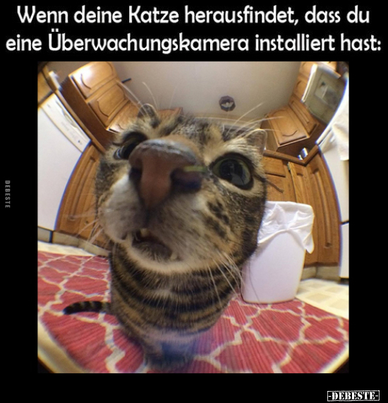 Wenn deine Katze herausfindet.. - Lustige Bilder | DEBESTE.de